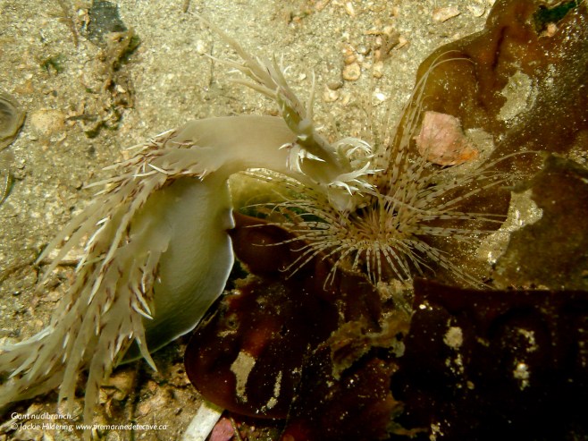 Giant nudibranch launching into a tube-dwelling anemone. © Jackie Hildering