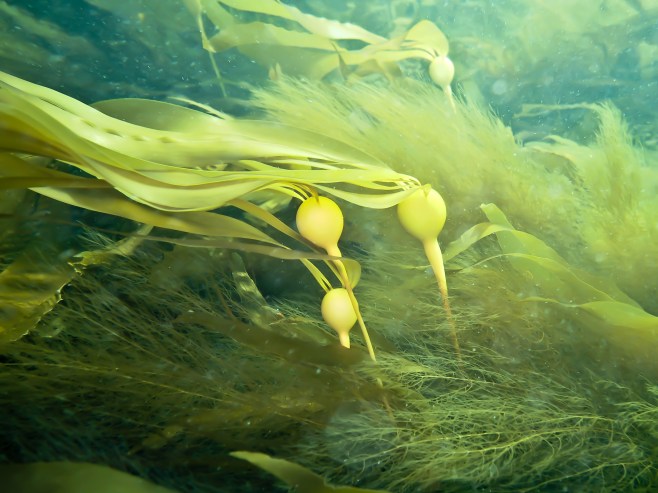 Baby bull kelp