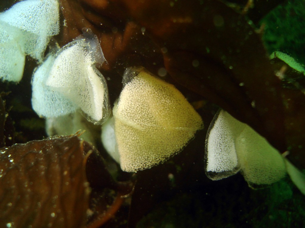 Hooded Nudibranch eggs. ©Jackie Hildering