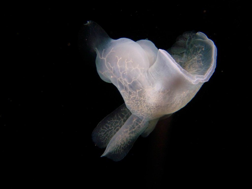 Hooded nudibranch swimming. ©Jackie Hildering