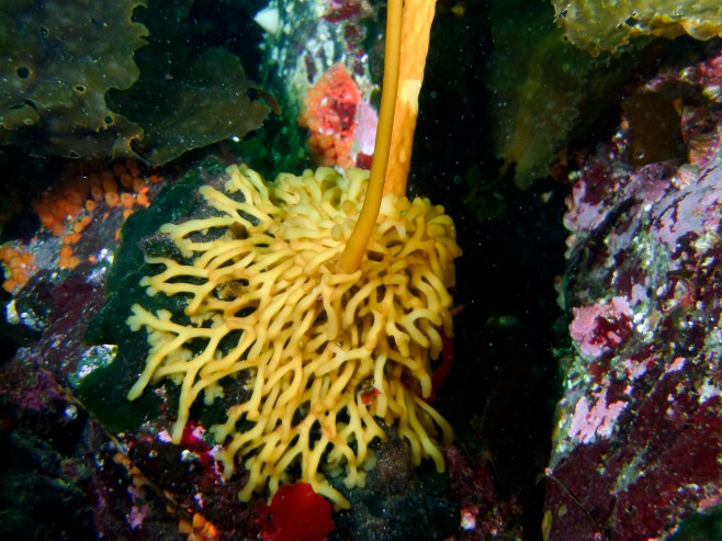 Bull kelp holdfast. No roots. 