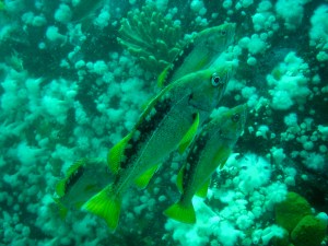 yellowtail rockfish (3)