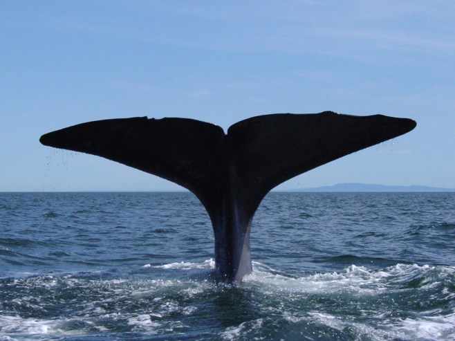 Spermwhale St Lawrence 2002 (11)