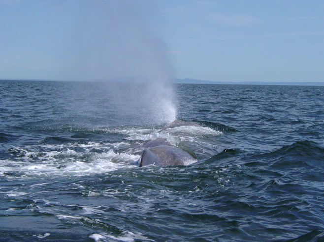 Spermwhale St Lawrence 2002 (8)