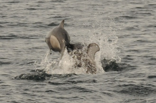 DSC_6310 Dall's porpoise calf hit from below by Pacific white-sided dolphin.