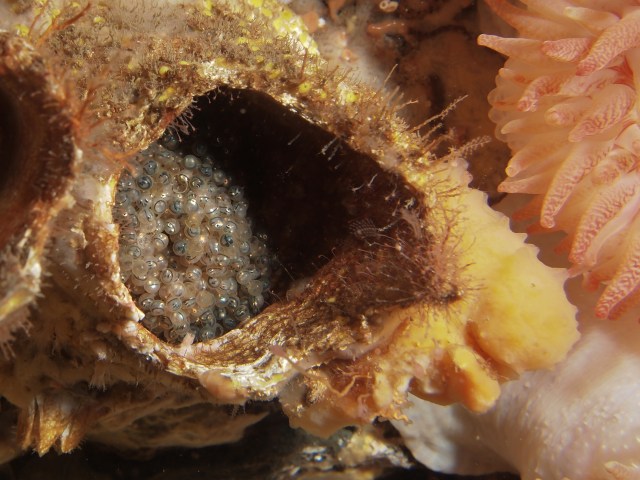 Kelp greenling eggs in a giant barnacle shell. See the eyes?! © 2013 Jackie Hildering