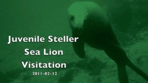 Screen grab from Steller encounter 2011-02-12