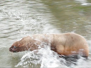 Peter Olesiuk Video grab_-3