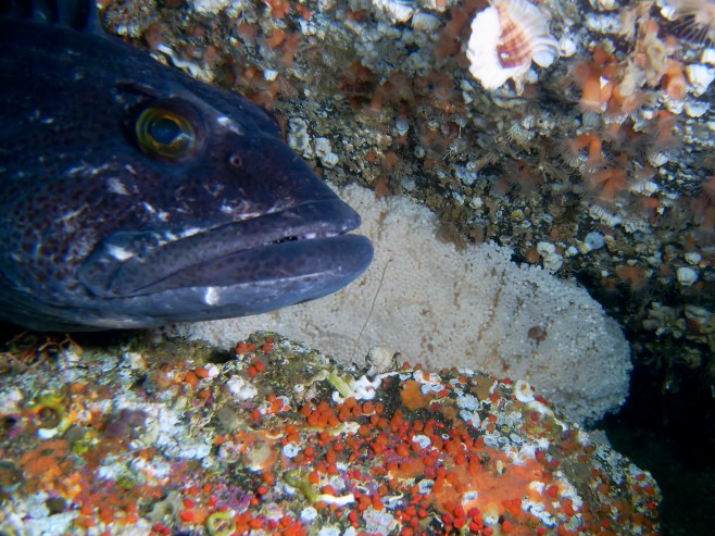 Lingcod male guarding eggs