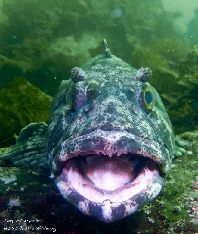 Okay, maybe not looking so serious here. :) ©2012 Jackie Hildering.