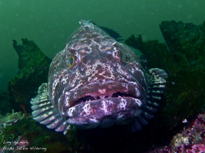 Serious teeth. ©2012 Jackie Hildering.