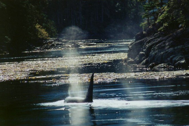 A11 in Kingfisher Pass