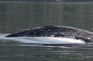 Dusty 2011_Christie McMillan_DSC_3737