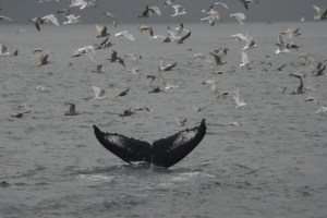 Copyright_Jackie Hildering 2011-2683