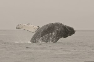 Copyright_Jackie Hildering 2011-3992