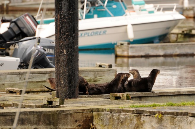 Copyright_Jackie Hildering 2011_One time use only_-4870