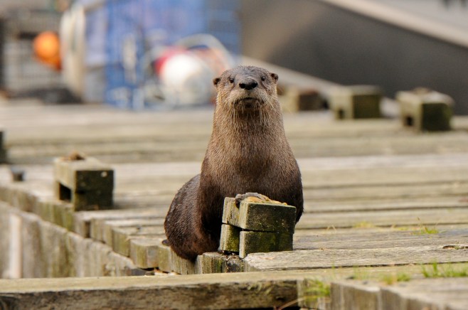 Copyright_Jackie Hildering 2011_One time use only_-4871