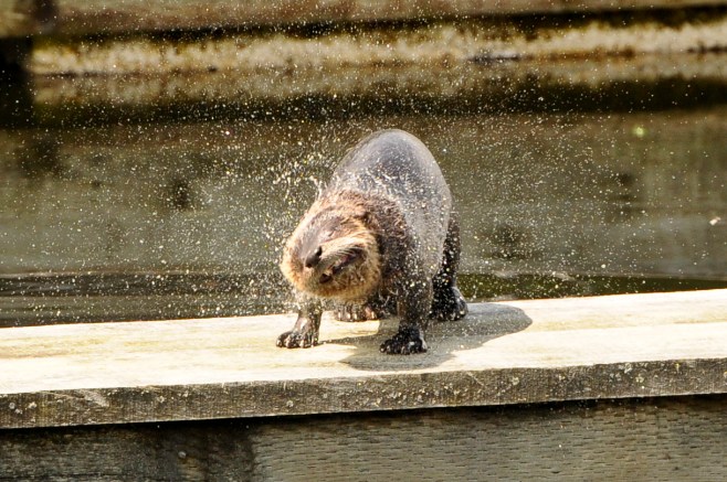 Copyright_Jackie Hildering 2011_One time use only_-4931