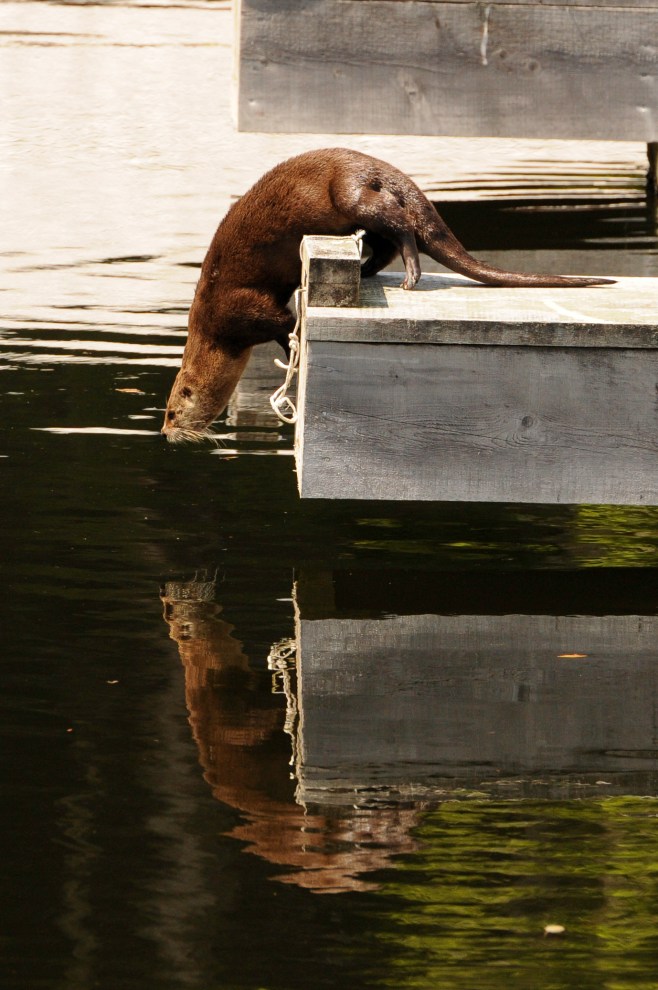 Copyright_Jackie Hildering 2011_One time use only_-4959