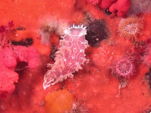 Copyright_Jackie Hildering_2011_-3825