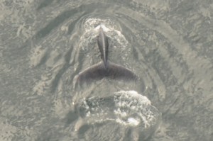 Copyright_Jackie Hildering_2011_-5645