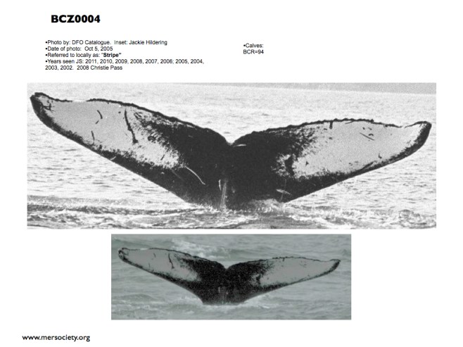 MERS humpbacks.001