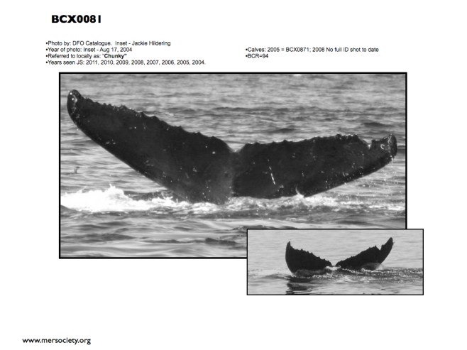 MERS humpbacks.002