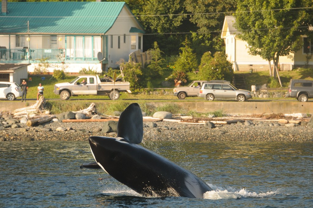 Copyright_Jackie Hildering_2011_one time use only-DSC_8761