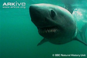 Salmon-shark