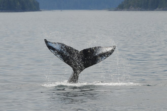 Argonaut tail-slapping August 2012. Photo: Hildering.