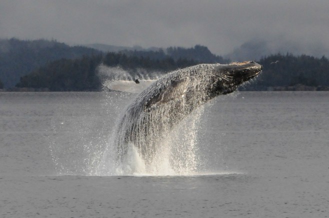 Argonaut breaching October 2013. Photo: Hildering.