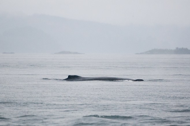 Argonaut October 2014. Photo: Hildering.