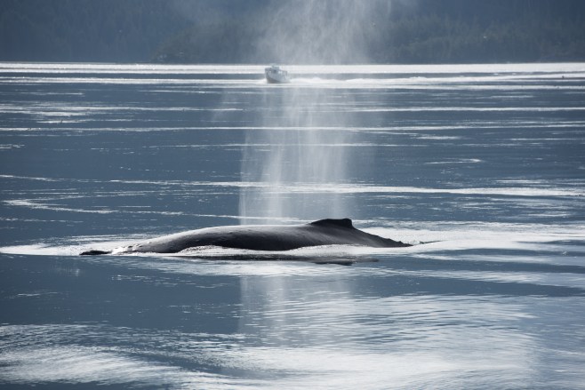 Argonaut on September 27, 2015. Photo: Hildering.