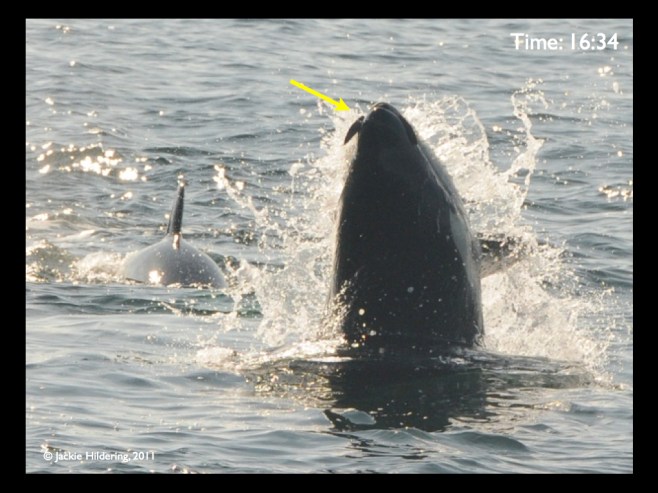 Fins vs Feathers.001