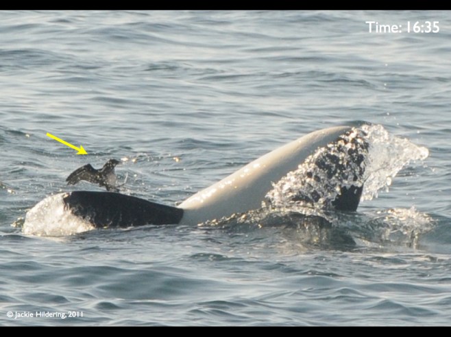 Fins vs Feathers.002