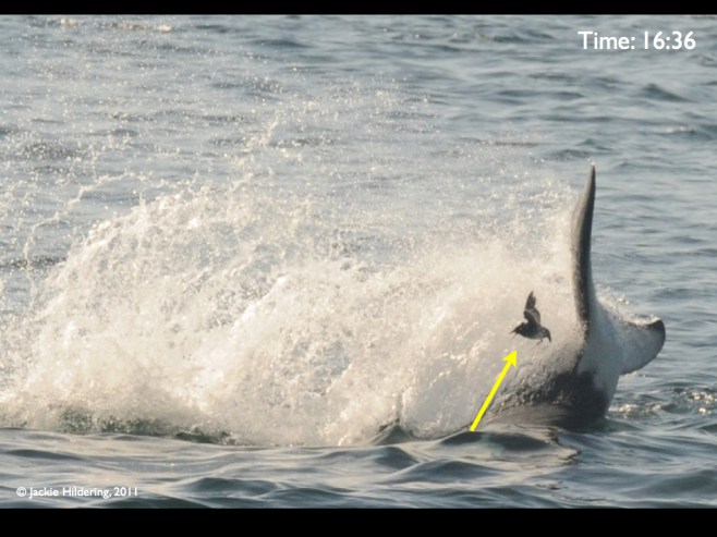 Fins vs Feathers.003