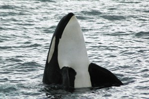 Copyright © 2012 Jackie Hildering; one time use-