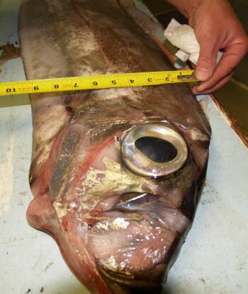 King-of-the-salmon found near Salem, Oregon in 2006. 1.83 m (6 foot) long and the head was about 23 cm (9 inches) wide. Source: Salem News; July 23, 2006; "Strange Fish Found on Beach Near Seaside" Click here to read the story.