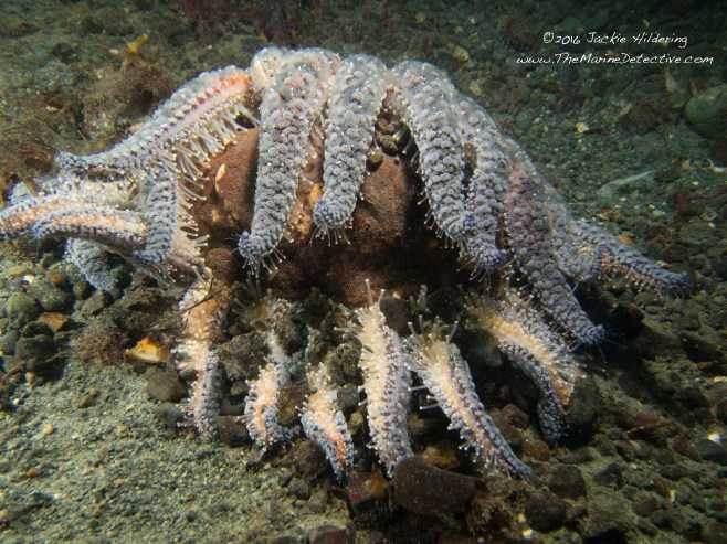 Gumboot Chiton predated on by Sunflower Star