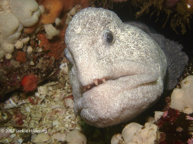 Mature male wolf-eel. © 2007 Jackie Hildering