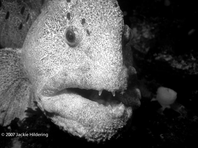 Mature male wolf-eel. © 2007 Jackie Hildering