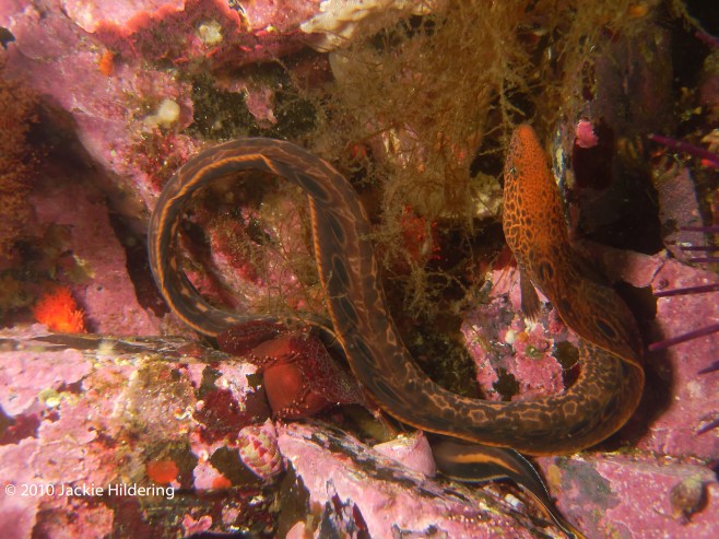 Juvenile wolf eel. © 2010 Jackie Hildering-