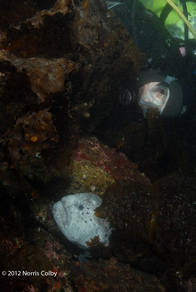 Me and a mature male wolf eel. 