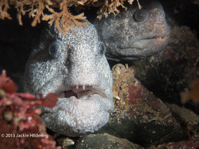 Mr. and Mrs. Wolf Eel on February 16, 2013 near Port Hardy. © 2013 Jackie Hildering