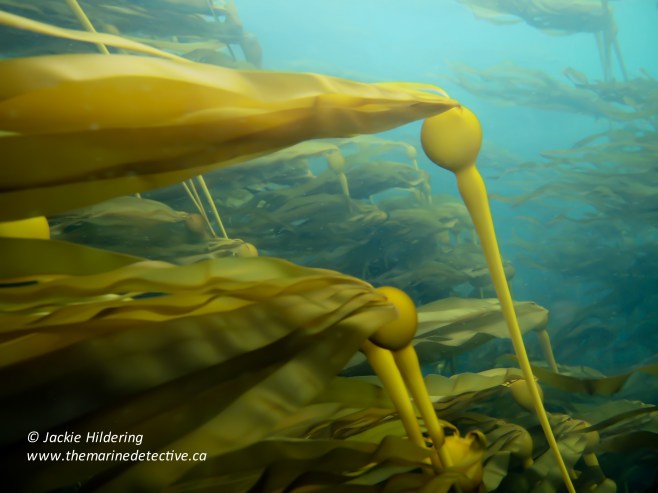 Bull kelp forest in current © Jackie Hildering