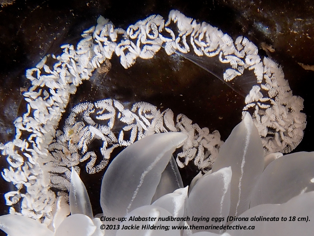 Alabaster nudibranch laying eggs.