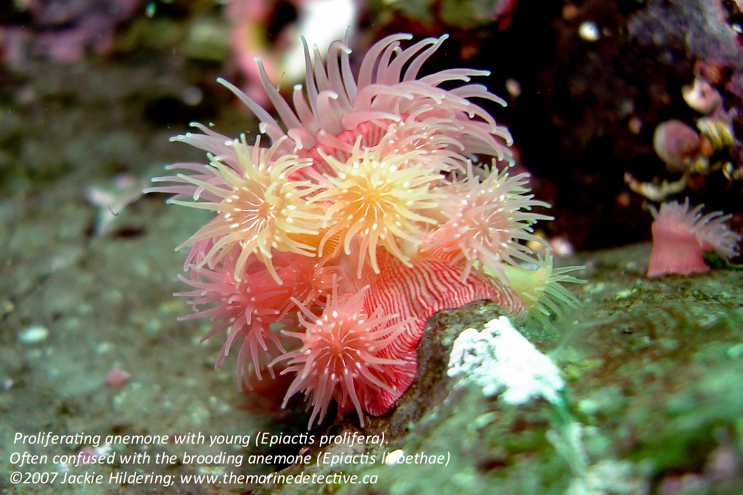Proliferating anemone.