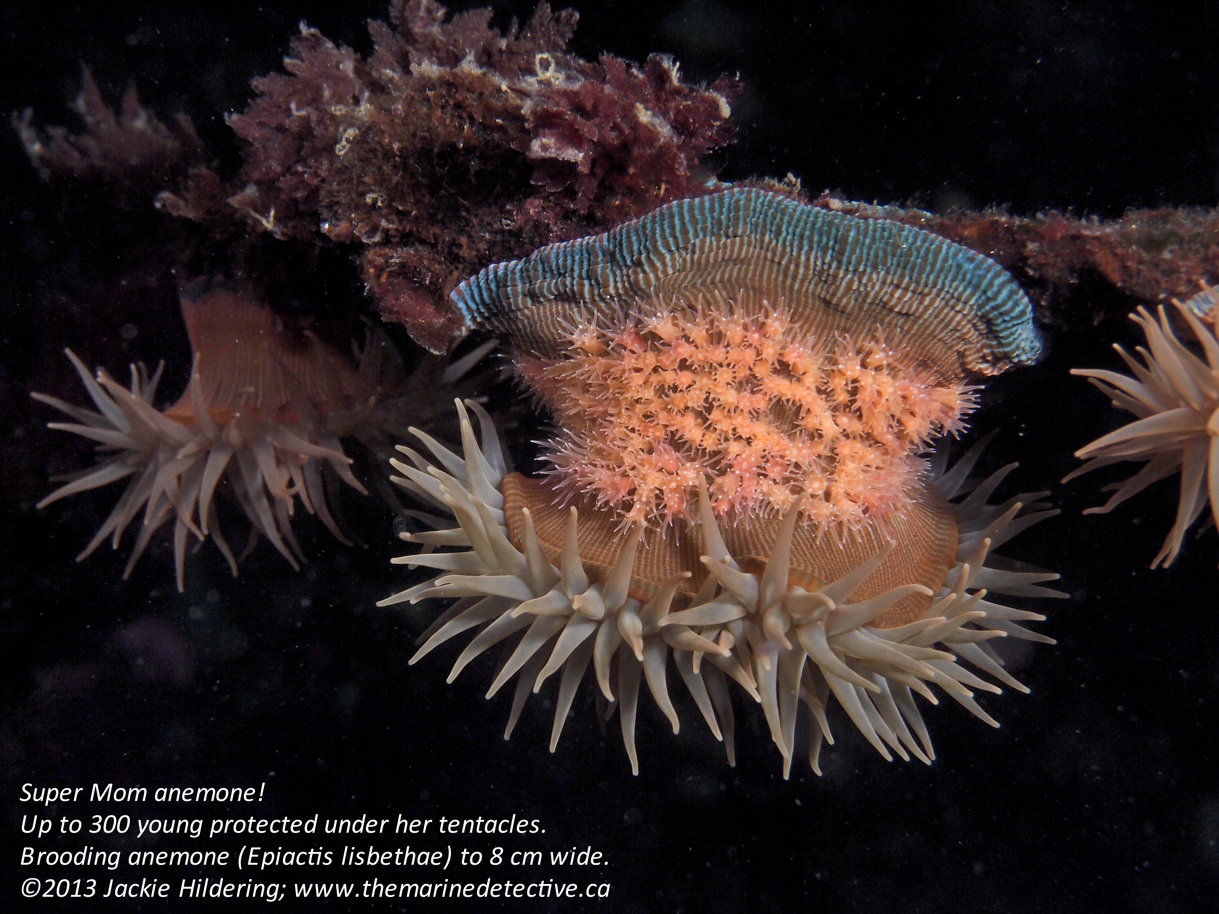 © 2013 Jackie Hildering one time use only-4240156