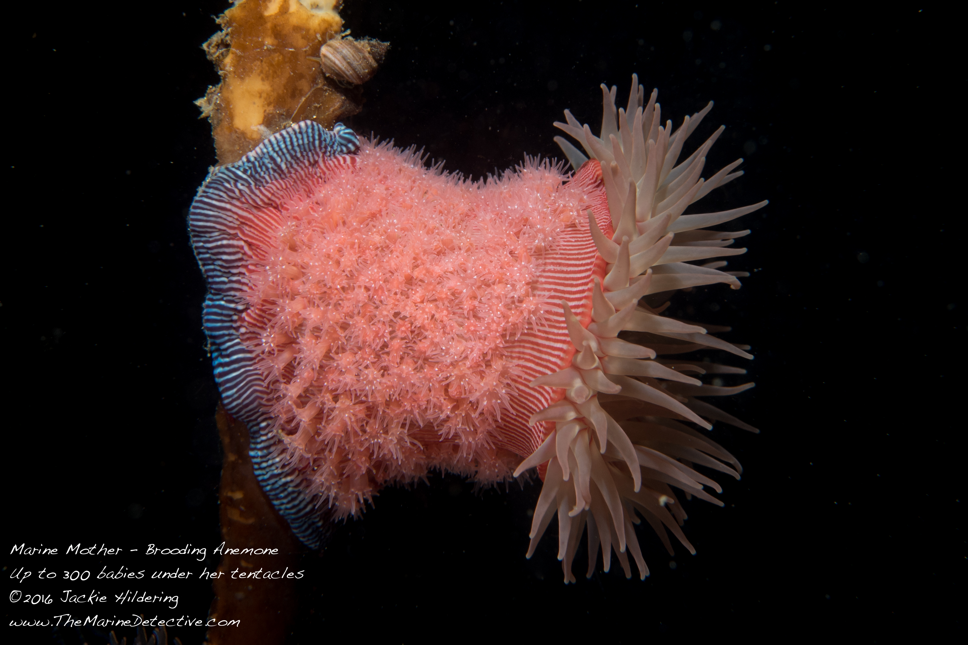 Brooding anemone with young (Epiactis lisbethae) - all the same age. ©2016 Jackie Hildering.