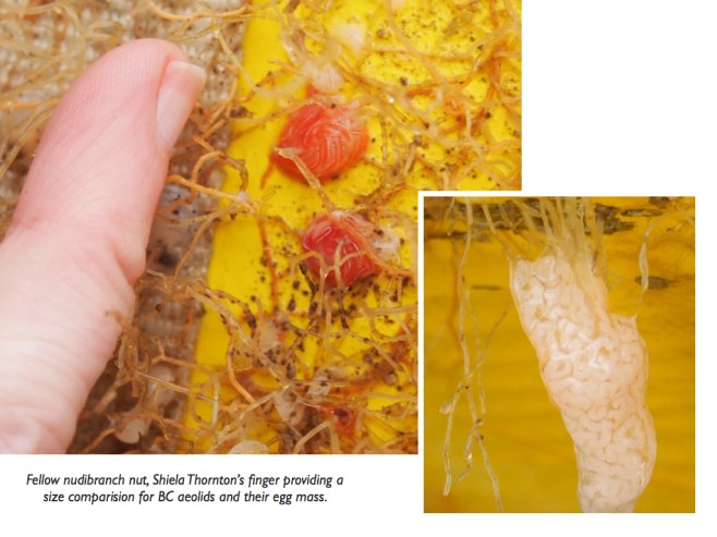 BC aeolids + egg mass.